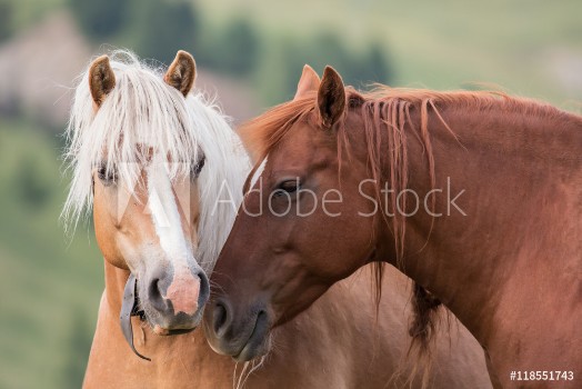 Picture of Horses couple portrait South Tyrol Italy